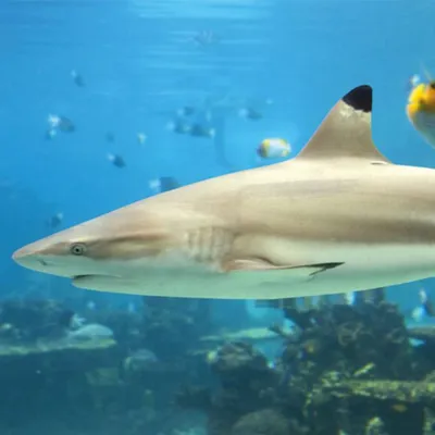 Feed The Fish And Meet The Sharks 600X600